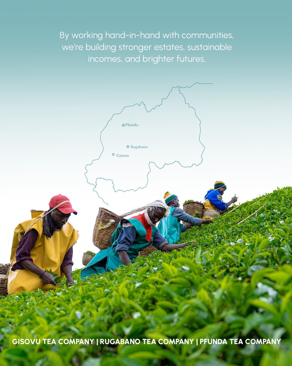 Happy International Tea Day

Tea brings people together, from the farmers who grow it with care, to the families who enjoy it around the world. At Silverback Tea Company, we’re proud to work hand in hand with our communities, protect our land, and grow tea that supports better