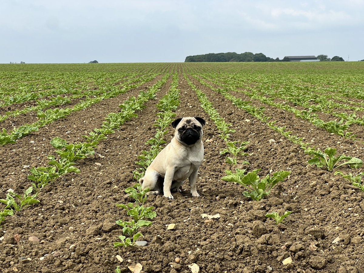 Considering the extreme lack of rain we’ve had, our sugar beet is holding up surprisingly well! 

Still continuing to do a rain dance though 🫠