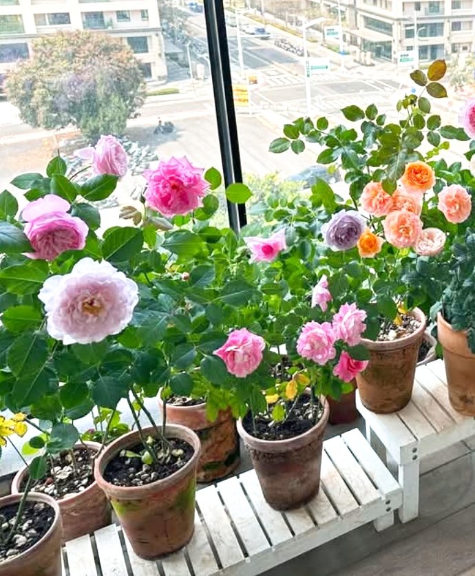 AliceHuangwan's tweet photo. 夏季 https://t.co/1DQaihoaqw