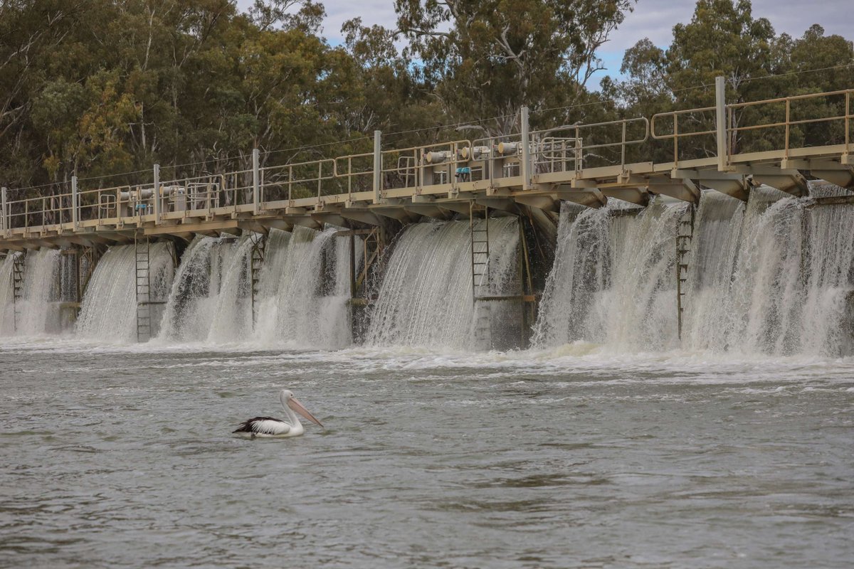 👣👣👣 First steps in planning long-term project to replace #MilduraWeir. Goulburn-Murray Water is leading the options analysis for a new design. 
🔗More info: ow.ly/NkXv50VWcbw

#WaterInfrastructure #MurrayDarlingBasin