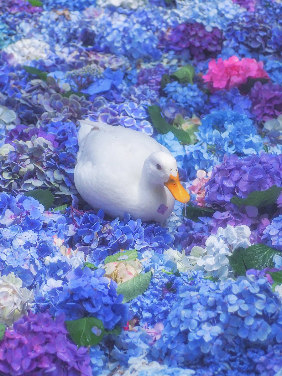 浮世離れした美しさってこのこと。