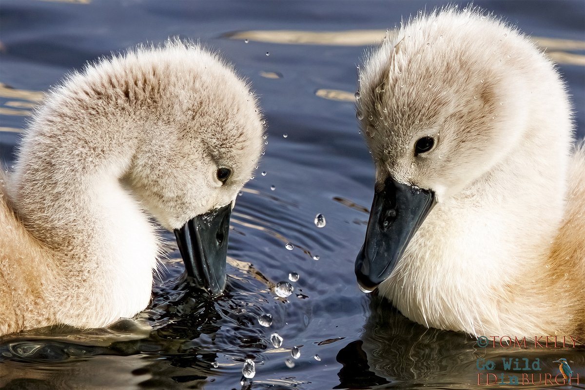 gowildedinburgh's tweet image. Nine cygnets enjoying the sunshine at the shore section of the Water of Leith! If you’re heading that way, look out for eiders, a pair of Canada geese, mallards & goosanders.
#Edinburgh #wildlife #wildlifephotography #urbanwildlife #TwitterNatureCommunity #cygnets #muteswan