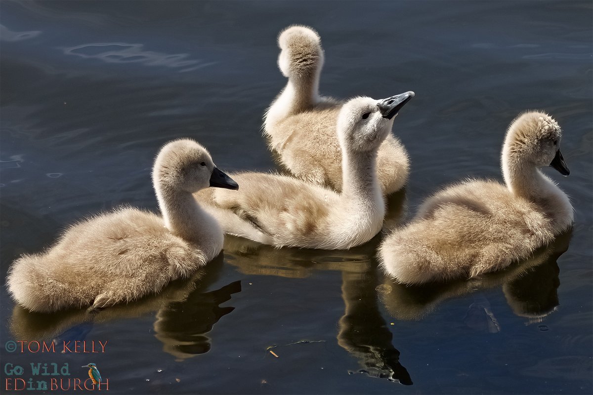 gowildedinburgh's tweet image. Nine cygnets enjoying the sunshine at the shore section of the Water of Leith! If you’re heading that way, look out for eiders, a pair of Canada geese, mallards & goosanders.
#Edinburgh #wildlife #wildlifephotography #urbanwildlife #TwitterNatureCommunity #cygnets #muteswan