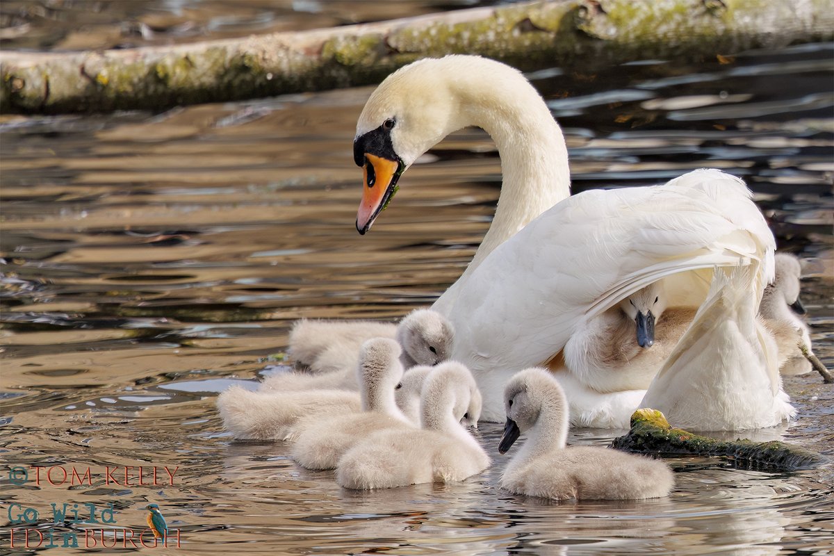 gowildedinburgh's tweet image. Nine cygnets enjoying the sunshine at the shore section of the Water of Leith! If you’re heading that way, look out for eiders, a pair of Canada geese, mallards & goosanders.
#Edinburgh #wildlife #wildlifephotography #urbanwildlife #TwitterNatureCommunity #cygnets #muteswan