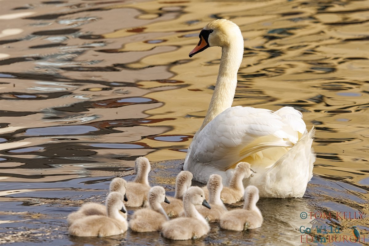 gowildedinburgh's tweet image. Nine cygnets enjoying the sunshine at the shore section of the Water of Leith! If you’re heading that way, look out for eiders, a pair of Canada geese, mallards & goosanders.
#Edinburgh #wildlife #wildlifephotography #urbanwildlife #TwitterNatureCommunity #cygnets #muteswan