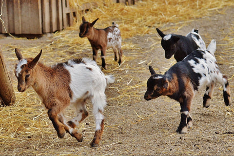 ElvisPro01's tweet photo. Better breeds are the backbone of modern agriculture  stronger, faster-growing, and more productive. #YouthInAg #AiN2025 https://t.co/FIZDFv53mR