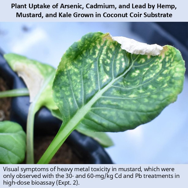 ASHS (@ashs_hort) on Twitter photo Heavy metals have been found in greenhouse substrates. Of the three plant species tested, mustard demonstrated the greatest capacity for As and Cd uptake, followed by kale and then hemp.
#HortScience doi.org/10.21273/HORTSā¦
<a href="/UF_IFAS/">UF IFAS Solutions</a> Heavy metals have been found in greenhouse substrates. Of the three plant species tested, mustard demonstrated the greatest capacity for As and Cd uptake, followed by kale and then hemp.
#HortScience doi.org/10.21273/HORTSā¦
<a href="/UF_IFAS/">UF IFAS Solutions</a>