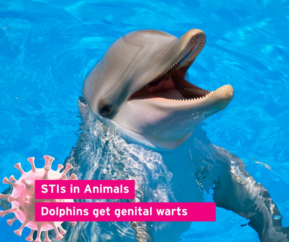 Just like humans, #dolphins can get #papillomaviruses, some of which can cause #cancer. Several hundred species or types of papillomaviruses have been identified in mammals and other vertebrates such as 🐦,  🐍 ,  🐢  and 🐠 . 

#AnimalResearch #AnimalTesting