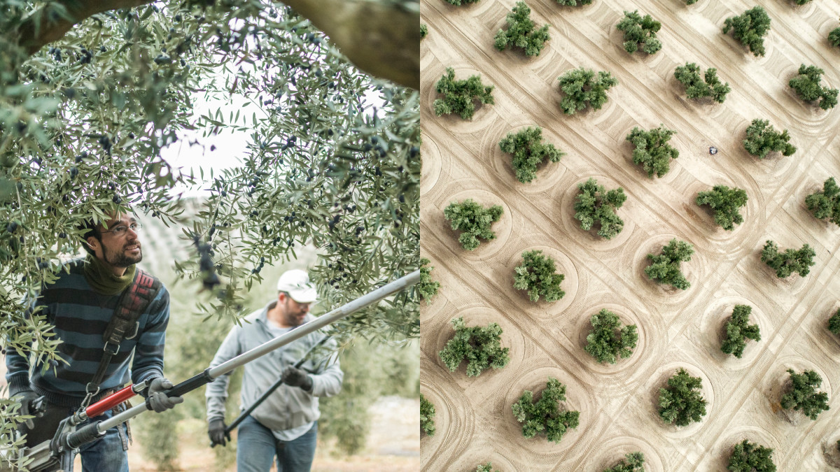 Spain (@spain) on Twitter photo In #Jaén, silence hums with tradition. The trees sway in the breeze, the sun glows over the land and every step through the olive groves feels like walking through history.🌳
👉travelspain.info/JaenProvince
#visitspain #youdeservespain #SpainGastronomy <a href="/viveandalucia/">Vive Andalucía</a> <a href="/turismodejaen/">Turismo Jaén</a> In #Jaén, silence hums with tradition. The trees sway in the breeze, the sun glows over the land and every step through the olive groves feels like walking through history.🌳
👉travelspain.info/JaenProvince
#visitspain #youdeservespain #SpainGastronomy <a href="/viveandalucia/">Vive Andalucía</a> <a href="/turismodejaen/">Turismo Jaén</a>