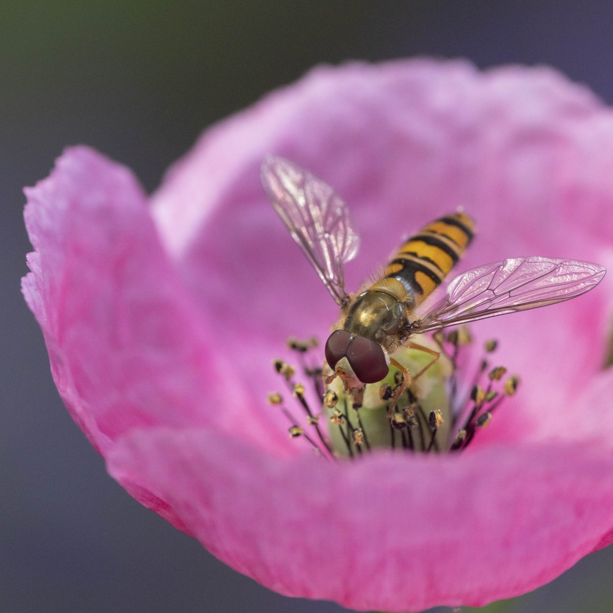 RoyEntSoc's tweet photo. What insects can we expect to see on a visit to the Royal Entomological Society #InsectGarden at Stratford Cross this #InsectWeek?
Get to know some of the insects we spotted on the #RESGarden at #RHSChelsea 🔽
https://t.co/3X4zPlEP1N
📸 Hoverfly (c) Tammy Marlar https://t.co/flzs1GlNe3