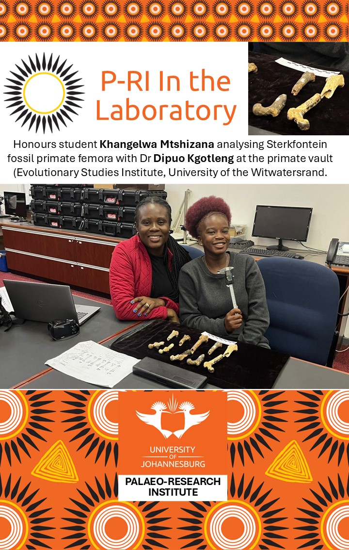 UJ Palaeo-Research Institute (@ujpalaeo) on Twitter photo Weāre proud to highlight one of our Honours students, Khangelwa Mtshizana, who is conducting lab work under the supervision of Dr. D. Kgotleng, Director of the P-RI. Khangelwa is analysing fossil primate femora from Sterkfontein at the ESI, Wits University.
<a href="/go2uj/">University of Johannesburg</a>
<a href="/UjHumanities/">UJ Faculty of Humanities</a> Weāre proud to highlight one of our Honours students, Khangelwa Mtshizana, who is conducting lab work under the supervision of Dr. D. Kgotleng, Director of the P-RI. Khangelwa is analysing fossil primate femora from Sterkfontein at the ESI, Wits University.
<a href="/go2uj/">University of Johannesburg</a>
<a href="/UjHumanities/">UJ Faculty of Humanities</a>