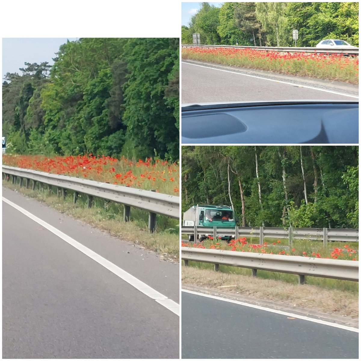Not often I applaud <a href="/NationalHways/">National Highways</a> &amp; <a href="/HighwaysEAST/">National Highways: East</a> but the ribbon of poppies sown down the A11 central reservation are glorious.

Hooray to see litter picker near  Thetford turn off. Just need to facilitate anti roadkill defences - numbers dreadful

<a href="/cleanupbritain/">Clean Up Britain</a> <a href="/TheRoadLab/">The Road Lab</a>