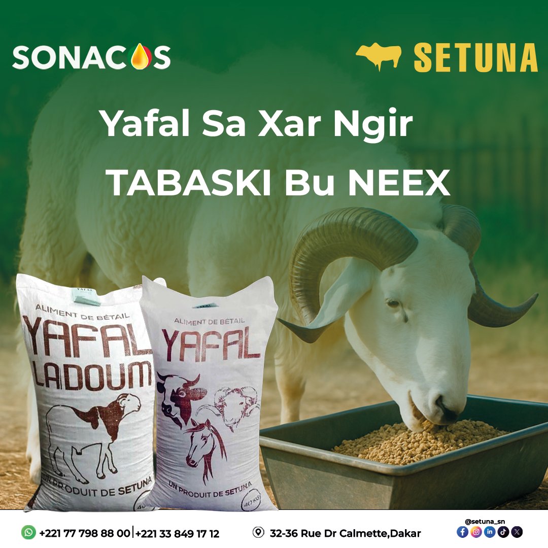 setunabysonacos's tweet photo. 🐏 TABASKI BU NEEX avec YAFAL
Aliment complet et local pour ton Xar 💪
➡ 𝐘𝐀𝐅𝐀𝐋 & 𝐘𝐀𝐅𝐀𝐋 𝐋𝐀𝐃𝐎𝐔𝐌
📍 𝟑𝟐-𝟑𝟔 𝐑𝐮𝐞 𝐃𝐫 𝐂𝐚𝐥𝐦𝐞𝐭𝐭𝐞, 𝐃𝐚𝐤𝐚𝐫
📞 +221 77 798 88 00
#Tabaski2025 #Yafal #Setuna #Sonacos #Elevage
#SunuXar #Ladoum #MadeInSenegal https://t.co/H1fbf8GOwb