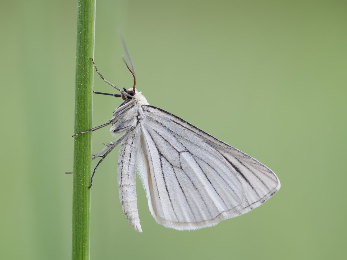bernd_flicker's tweet image. Hartheu-Spanner (Siona lineata)
Der Hartheu-#Spanner ist ein zarter, tagaktiver #Nachtfalter mit durchscheinend weißen Flügeln und dunklen Adern. Er liebt magere Wiesen und gilt als gefährdet – ein stiller Botschafter für den Erhalt artenreicher Landschaften.