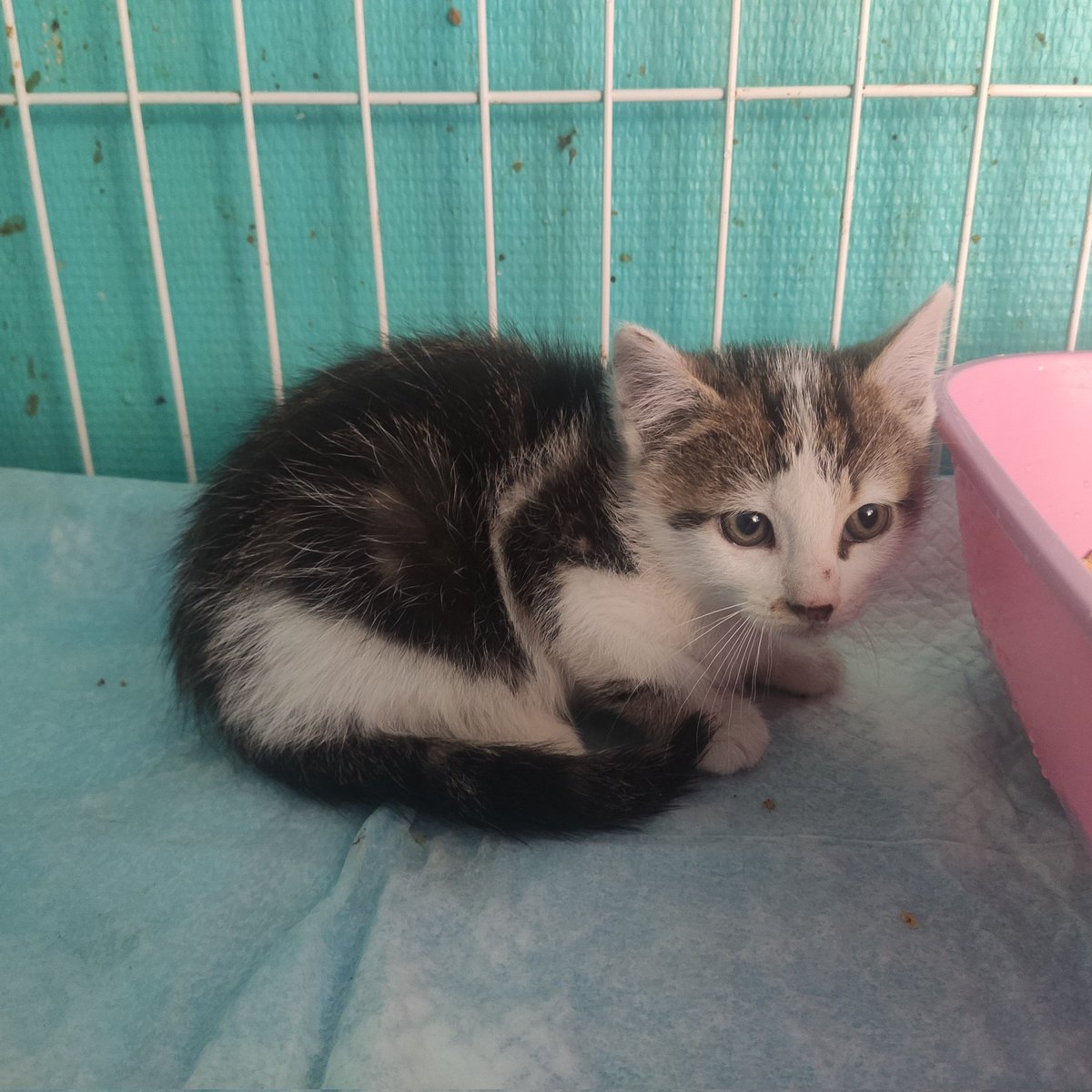 BoubaCie's tweet photo. Puis PEC du reste de ma fratrie du 09/04
1 mois de socia de moins
L'association amie #hophophoponadopte leur cherche une FA de socia https://t.co/bYqrjlhjNs