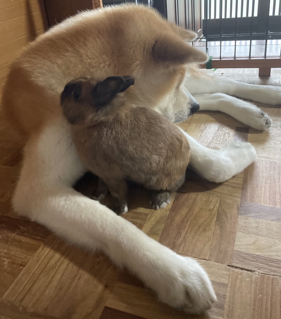 仲良くしてくれてツイ主女はほっこりです☺️🍀