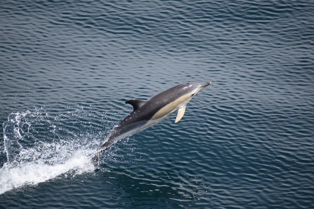 Missed the ScotMER Symposium? 
Great news! Videos from the event are now on the Marine Directorate YouTube channel. 
Dive into talks on seabird interactions, environmental DNA, fisheries mapping &amp; more. Catch up today! #ScotMER #MarineEnergy <a href="/NatureScot/">NatureScot</a>

🔗bit.ly/3SRvyc5