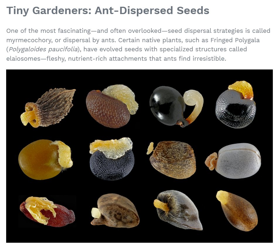 Aren’t seeds amazing? 🌱
From sticky to sweet to downright explosive, native plants use some wild strategies to spread their seeds.

🧠 Discover nature’s genius in Sticky, Sweet, Explosive by Rachel Bosley 👇
🔗 loom.ly/UEysM1A
#NativePlants #SeedDispersal