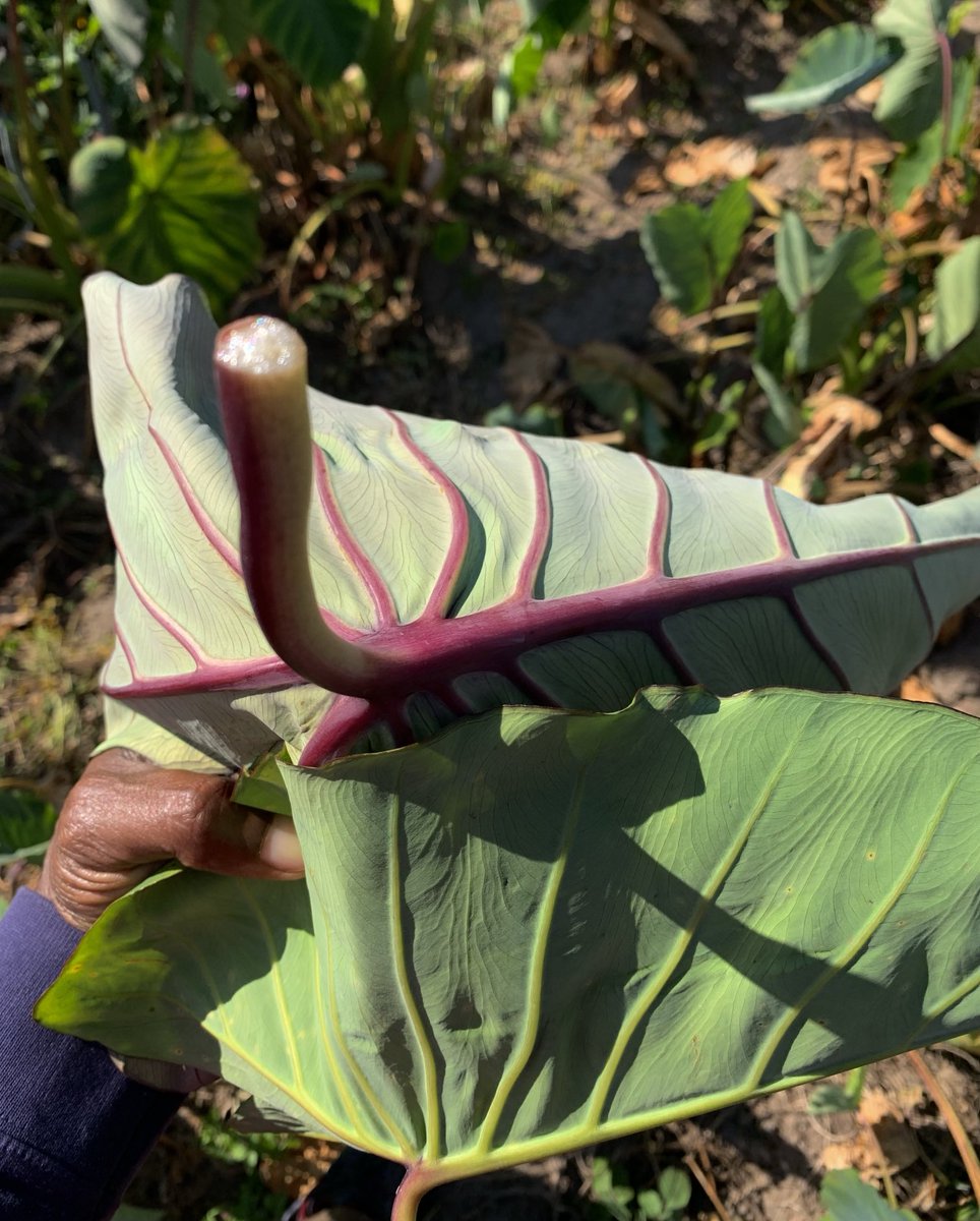 JayNjii's tweet photo. Something l learnt when I was today years old, the difference in leaves between #Madumbe anotsvedzerera and #Magogoya #OralTradition
Magogoya is my personal favourite
#taro #yam https://t.co/k80m3uCFeB