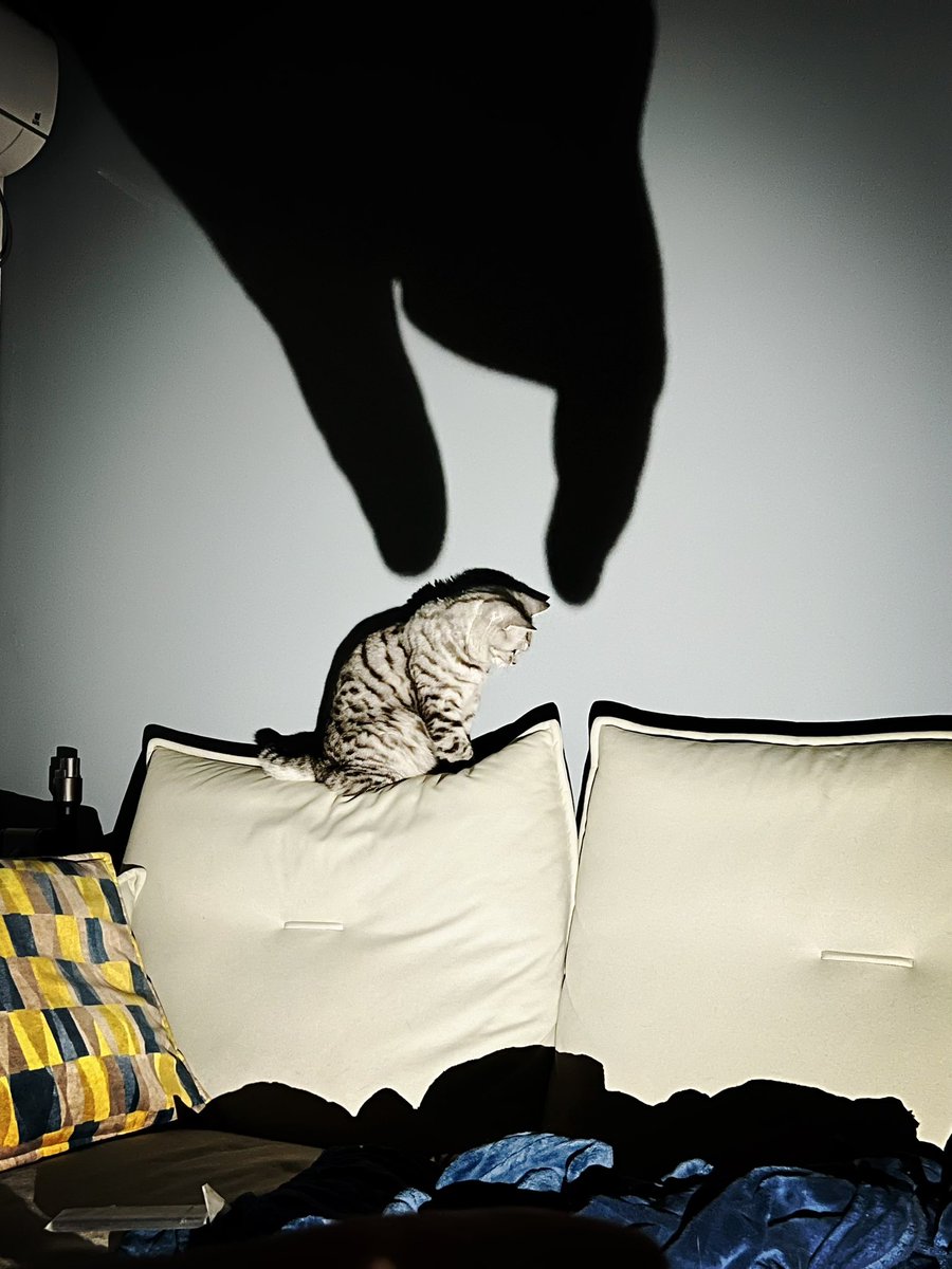 yol11492302's tweet photo. ποΈπ¦ Shadow hunter mode: ON!
Trying to "catch" Kiwi with hand puppets...ππΉ #ShadowTrap #CatAgility https://t.co/c4rPd26qPC