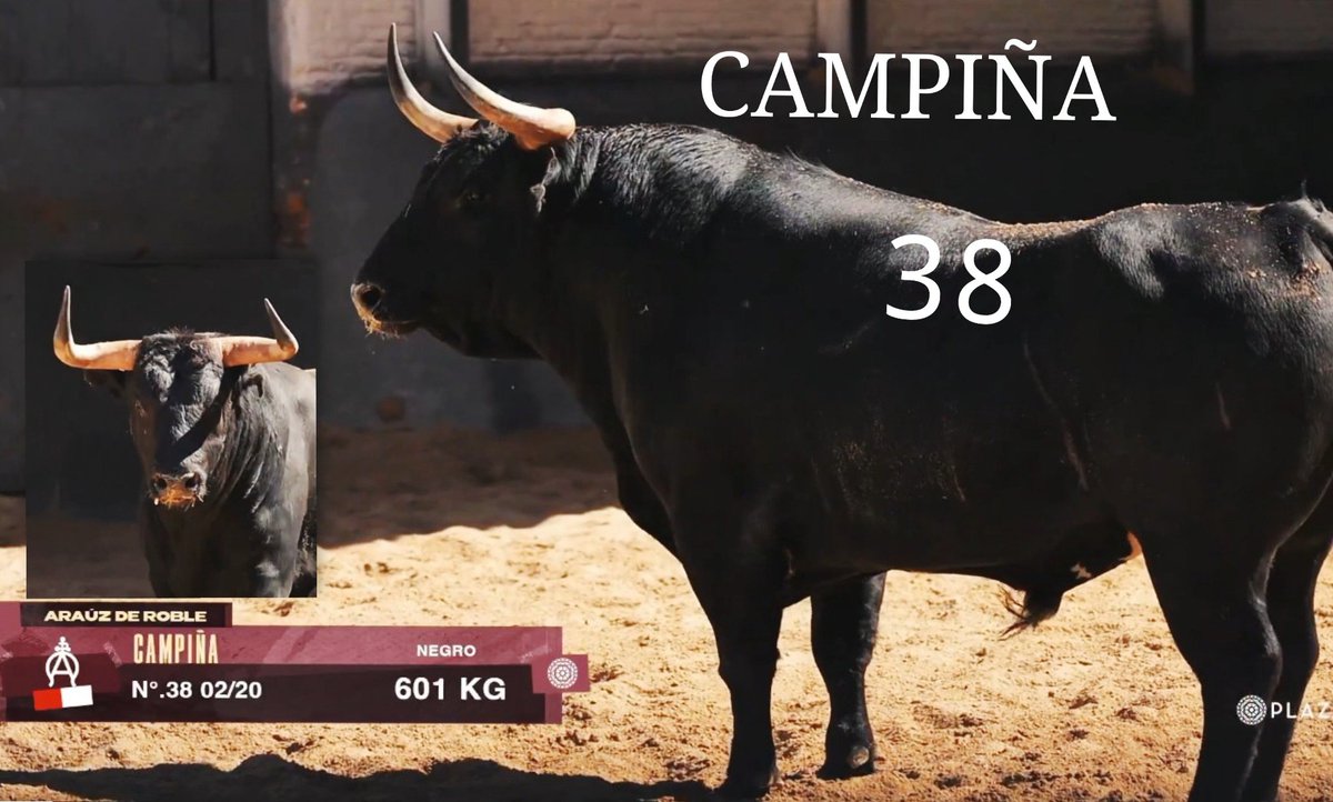 manoloherrero11's tweet photo. Mi apuesta de hoy en @LasVentas CAMPIÑA N.38 de @Arauzderobles sale 4° para #MorenitoDeAranda suerte a todos 🍀 @Aibabur @castavieja @castaybravura @carmelolopezm @torocharro @LMParrado @Ivancolomer @jvegavara @ManoloMoles @ATorodeMadrid https://t.co/Tvvw9Dke2j