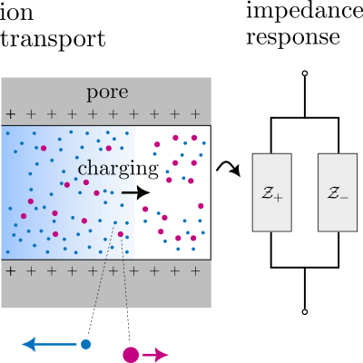 Using a model that allows two ions to diffuse at different speeds, researchers show that an impedance response of ionic transport in nanopores for arbitrary Debye lengths is better captured by two Warburg elements in parallel than one Warburg element.

🔗 go.aps.org/43w9b11