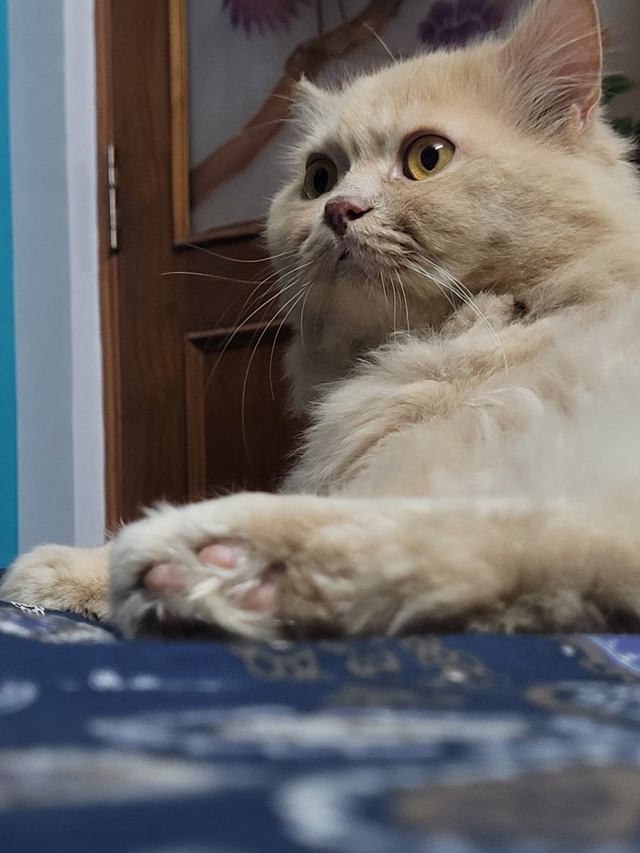 krushty29's tweet photo. Meet Jack :) https://t.co/GWWVONLYWU