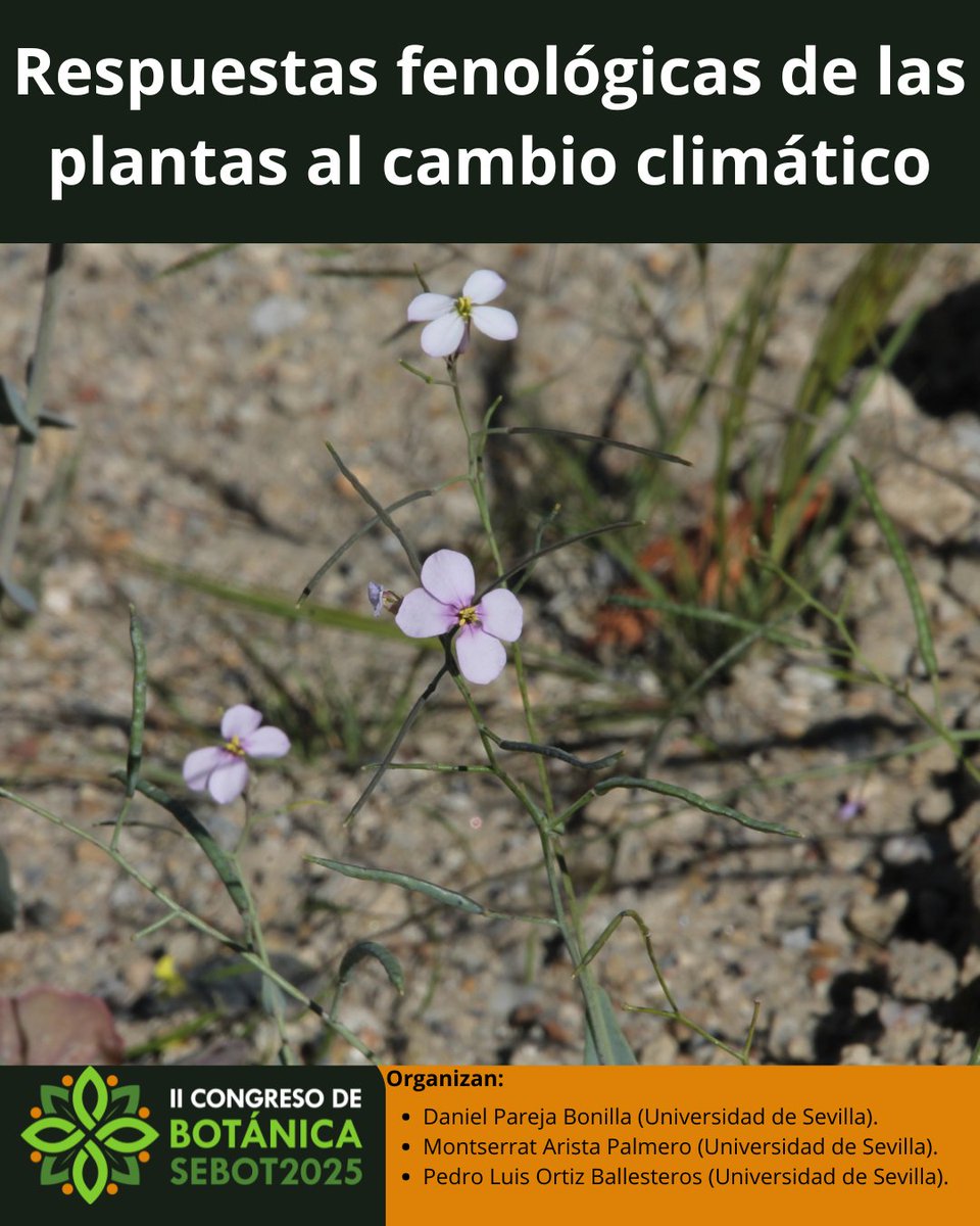 🌿¿Te interesa cómo el cambio climático afecta a la fenología de las plantas?
Envía tu resumen al simposio Respuestas fenológicas de las plantas al cambio climático en #SEBOT2025
 📍Sevilla 22–25 sept
📅Hasta 30 mayo
Org: D Pareja, M Arista, PL Ortiz
 🔗 goo.su/XJ5IL0