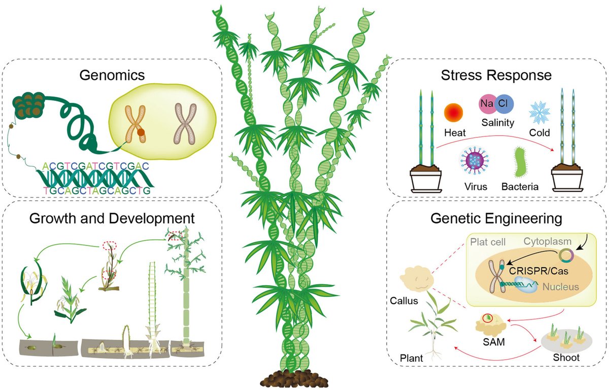 JIPBio's tweet photo. 🎍#Bamboo is remarkable: fast #growing, #ecologically significant, and #economically valuable.
Wang et al. explore the #genomics, #biotechnology, and #molecular mechanisms behind its growth, #development, and #stress responses. https://t.co/zOyW4GKg5T @wileyplantsci #PlantSci https://t.co/ngAU4F9ELv