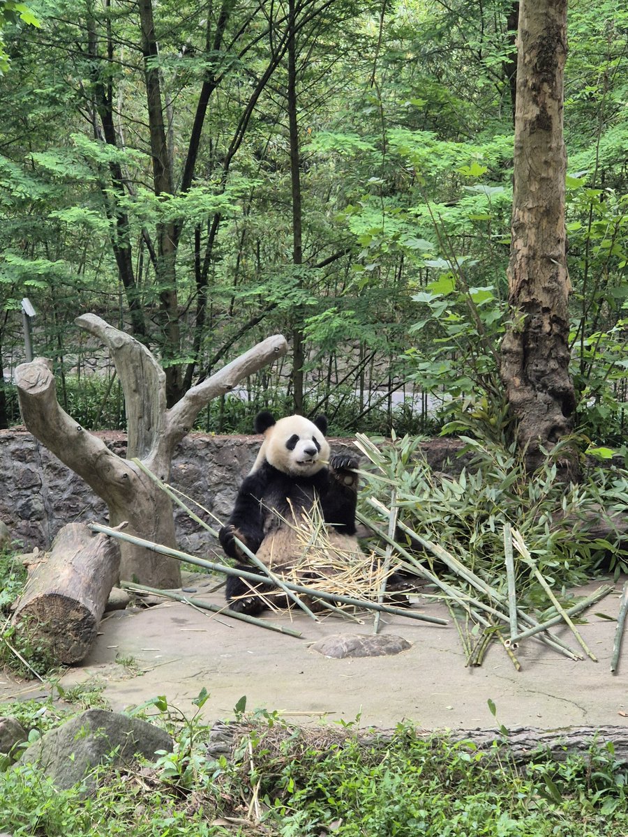 j_juandy's tweet image. Sebulan 2x lihat 🐼. This time at Dujiangyan Panda Base #Sichuan Pray that this trip will go smoothly #worklyfe #tourismindustry #explorechina