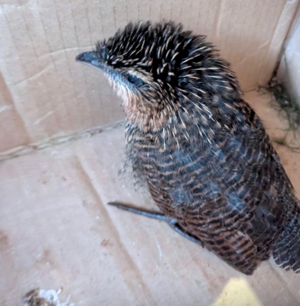 Avian Conservation Uganda Society (ACUS) (@acus_uganda) on Twitter photo <a href="/wildbirdfund/">Wild Bird Fund</a> Fortunately from our side, today we rescued a White browed coucal that was found stranded by a young man called William with the help of his mother and was kept warm through the night till we got notified and swiftly acted to save the bird. I'm thinking we should call it Amber <a href="/wildbirdfund/">Wild Bird Fund</a> Fortunately from our side, today we rescued a White browed coucal that was found stranded by a young man called William with the help of his mother and was kept warm through the night till we got notified and swiftly acted to save the bird. I'm thinking we should call it Amber