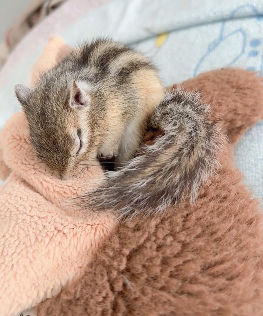 A53248695's tweet photo. 🐿ｽﾔｧ https://t.co/bM3UT8qsIA