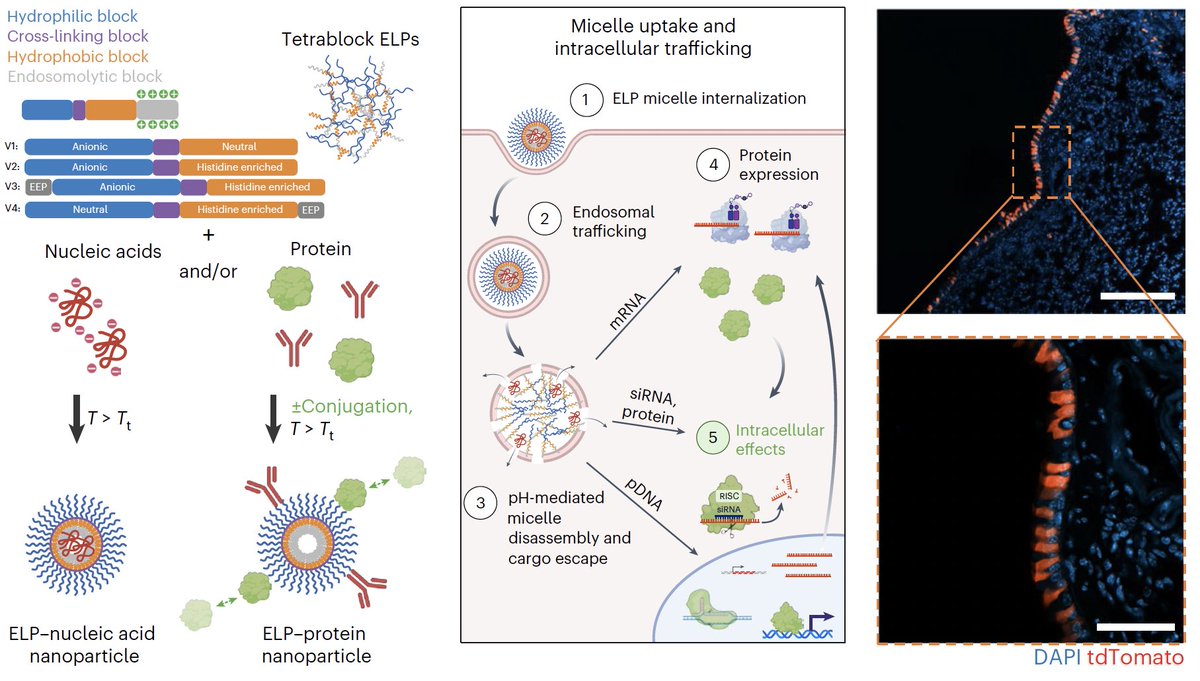 Elliot Chaikof (@echaikof) on Twitter photo <a href="/NatureBiotech/">Nature Biotechnology</a> Research Briefing
Engineering non-viral protein nanoparticles to deliver nucleic acids and proteins to cells
rdcu.be/emZlx
Elastin-based nanoparticles for therapeutic delivery
<a href="/somaticediting/">Somatic Cell Genome Editing (SCGE) Outreach</a> <a href="/NatureBiotech/">Nature Biotechnology</a> Research Briefing
Engineering non-viral protein nanoparticles to deliver nucleic acids and proteins to cells
rdcu.be/emZlx
Elastin-based nanoparticles for therapeutic delivery
<a href="/somaticediting/">Somatic Cell Genome Editing (SCGE) Outreach</a>