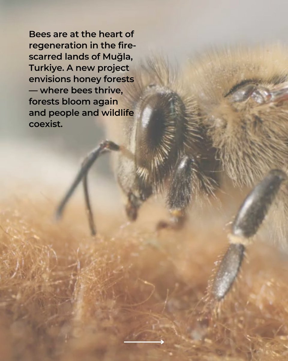 TurquoiseFund's tweet image. Bees are at the heart of regeneration🐝 in Muğla’s fire-affected forests. We are proud to support the inspiring work of @NaturaDoga 

As native plants return and traditional beekeeping is revived, the forest becomes a shared home once more for everyone 🐻🐝