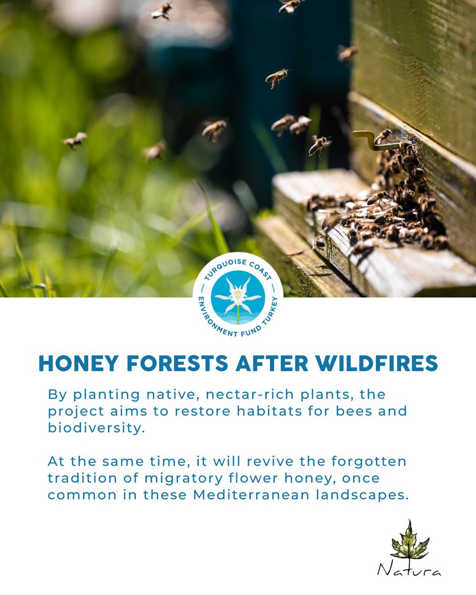 TurquoiseFund's tweet image. Bees are at the heart of regeneration🐝 in Muğla’s fire-affected forests. We are proud to support the inspiring work of @NaturaDoga 

As native plants return and traditional beekeeping is revived, the forest becomes a shared home once more for everyone 🐻🐝