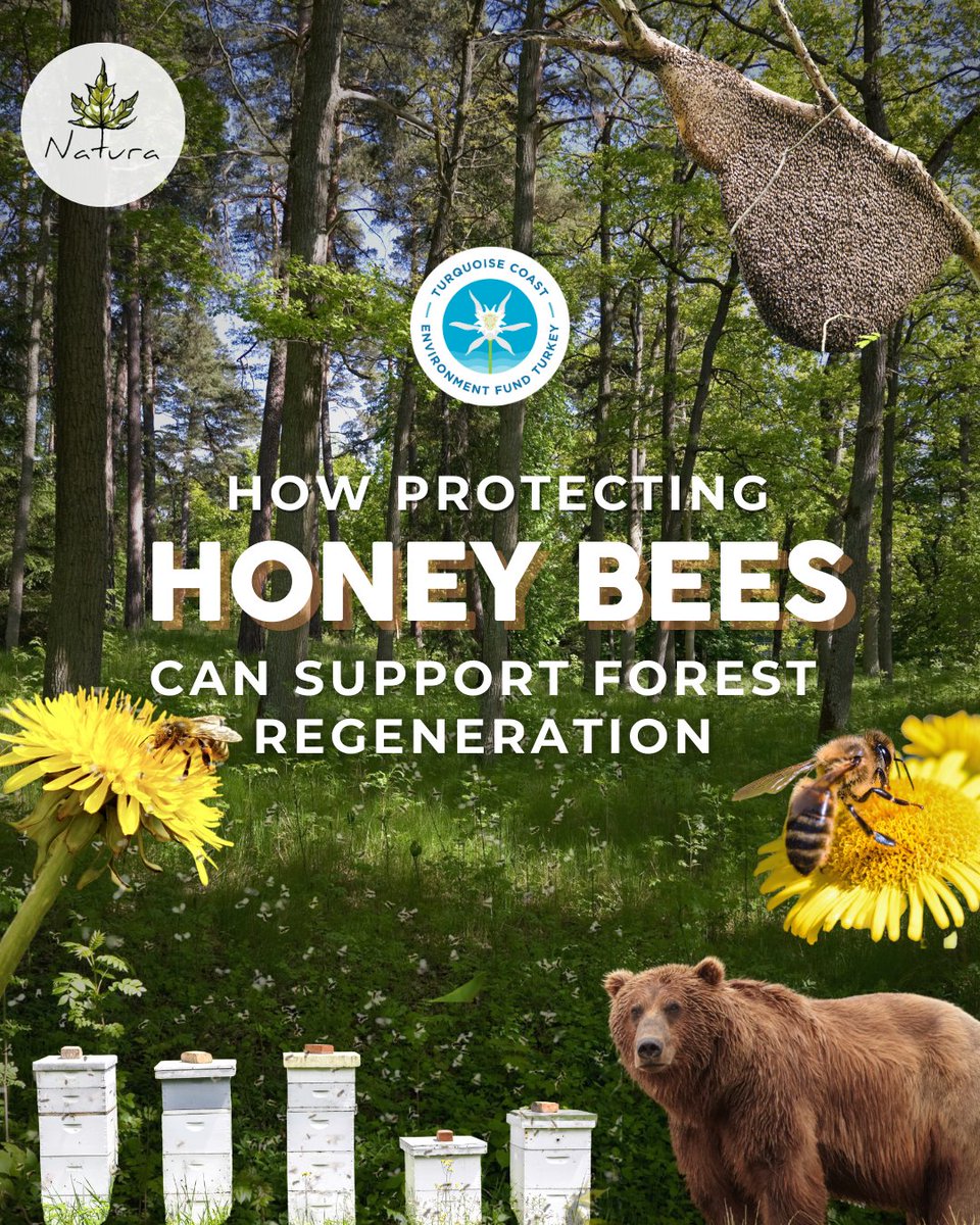 TurquoiseFund's tweet image. Bees are at the heart of regeneration🐝 in Muğla’s fire-affected forests. We are proud to support the inspiring work of @NaturaDoga 

As native plants return and traditional beekeeping is revived, the forest becomes a shared home once more for everyone 🐻🐝