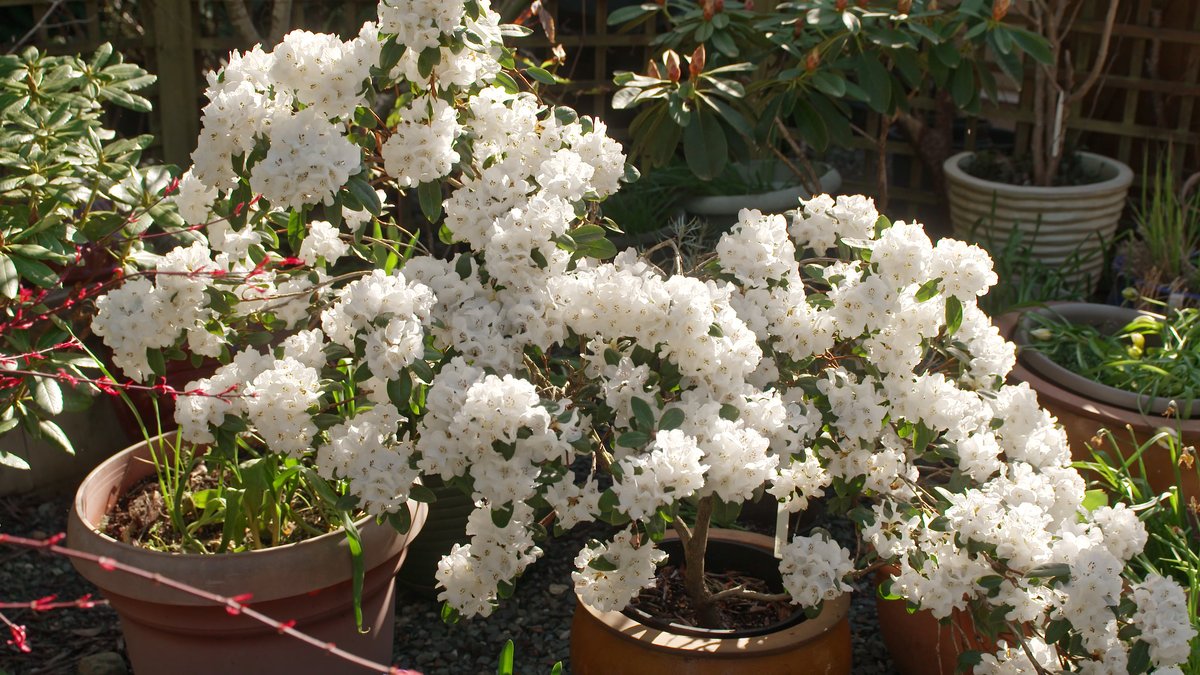 “One person at a time can make a difference by attracting pollinators and attracting birds. And nurturing our natural world.” - Chris Southwick (Nanaimo, BC) #WednesdayWisdom