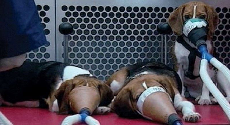 LAV_Italia's tweet photo. Esperimenti su animali per trapianti di organi tra specie e test su fumo, droghe e alcol: lobby vivisettoria ottiene Sì a emendamento senatori FI e PD con posticipo a 1.1.2026 dell’entrata in vigore del divieto! #LAV
https://t.co/uVBNzkZSZ4 https://t.co/bY2rQ7LlJ0