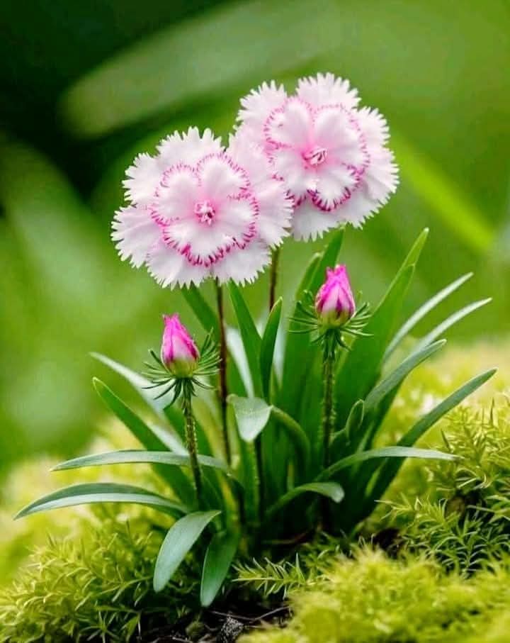 bka_3le's tweet photo. سبحان الله العظيم .. https://t.co/i6Fp2KPiHe
