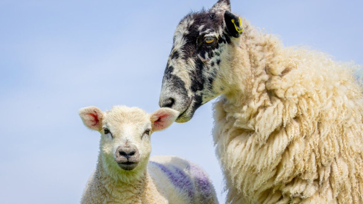RSPCA Public Affairs (@rspca_pateam) on Twitter photo We’re delighted the Dogs (Protection of Livestock) (Amendment) Bill has passed its Committee Stage in Parliament today
The Bill seeks to update the law on livestock worrying to give the police more powers and extends to better protect alpacas and llamas 🦙 <a href="/RSPCA_official/">RSPCA (England & Wales)</a> We’re delighted the Dogs (Protection of Livestock) (Amendment) Bill has passed its Committee Stage in Parliament today
The Bill seeks to update the law on livestock worrying to give the police more powers and extends to better protect alpacas and llamas 🦙 <a href="/RSPCA_official/">RSPCA (England & Wales)</a>