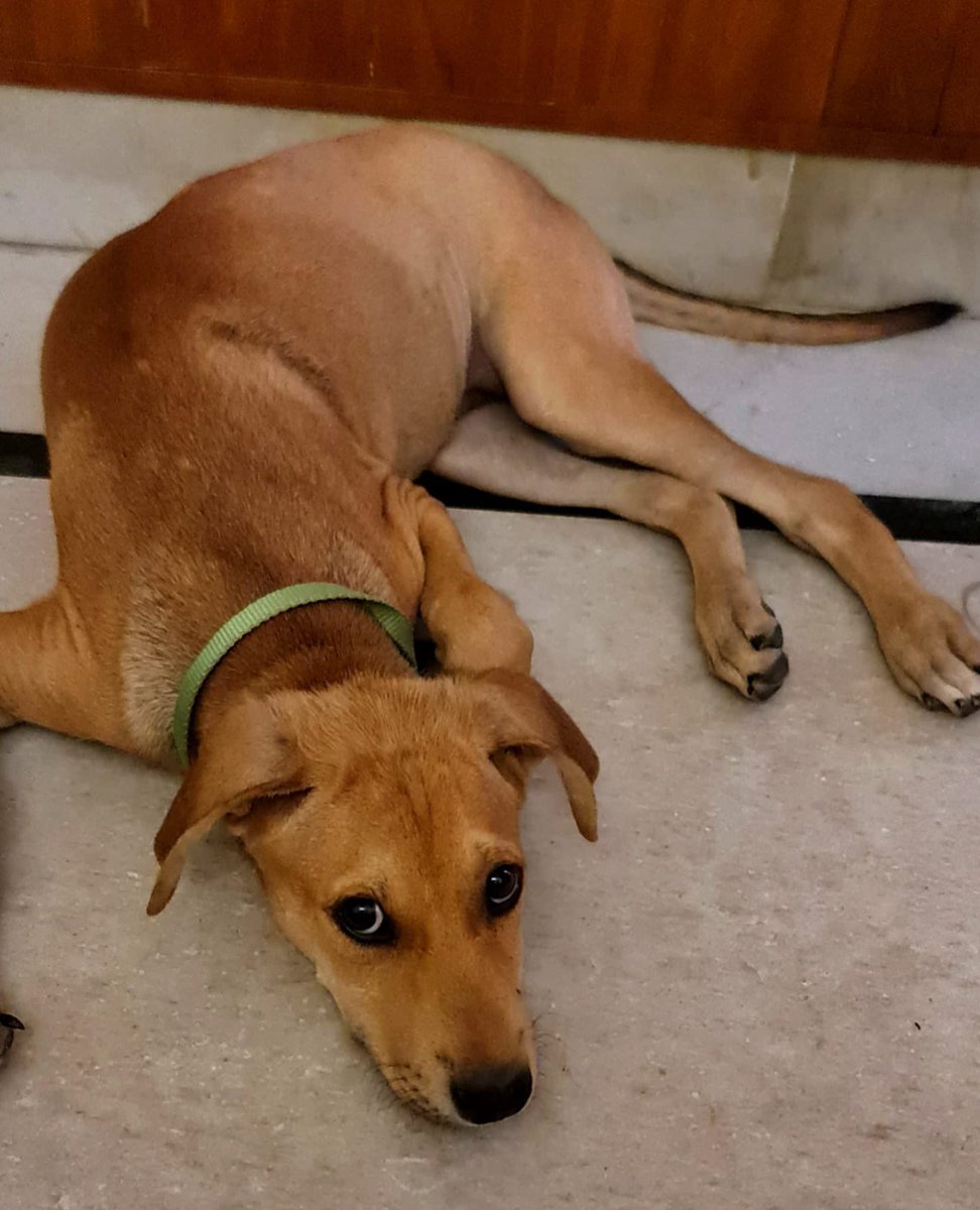🐶 ADOPTION ALERT! 🐶 

Meet Coffee &amp; Toffee, 3-month-old indie pups bursting with love! 😍 Vaccinated, dewormed, and ready for a forever home in Delhi NCR. 📍 Sector 37, Faridabad. dogwithblog.in/emergency-anim…

Call 9810954066 to make these sweet boys yours! 🏡 #AdoptDontShop 

RT!