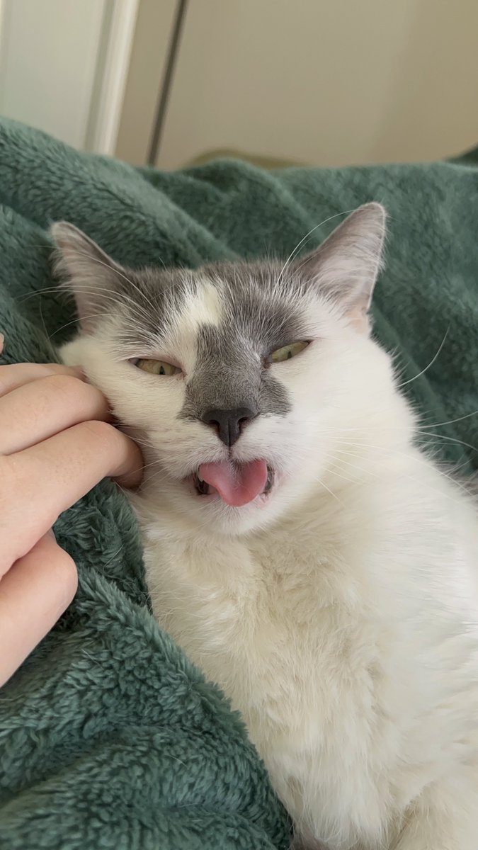 born to be internet famous, adopted by a mother too lazy to run a serious social media account.