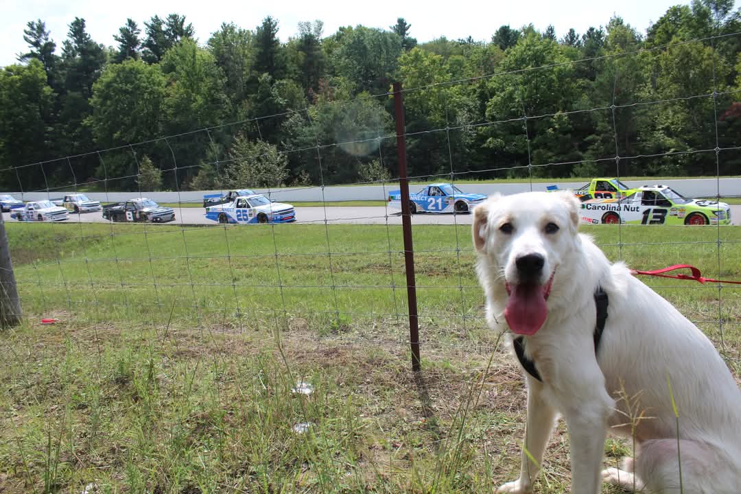 Sam Chapman tweet media