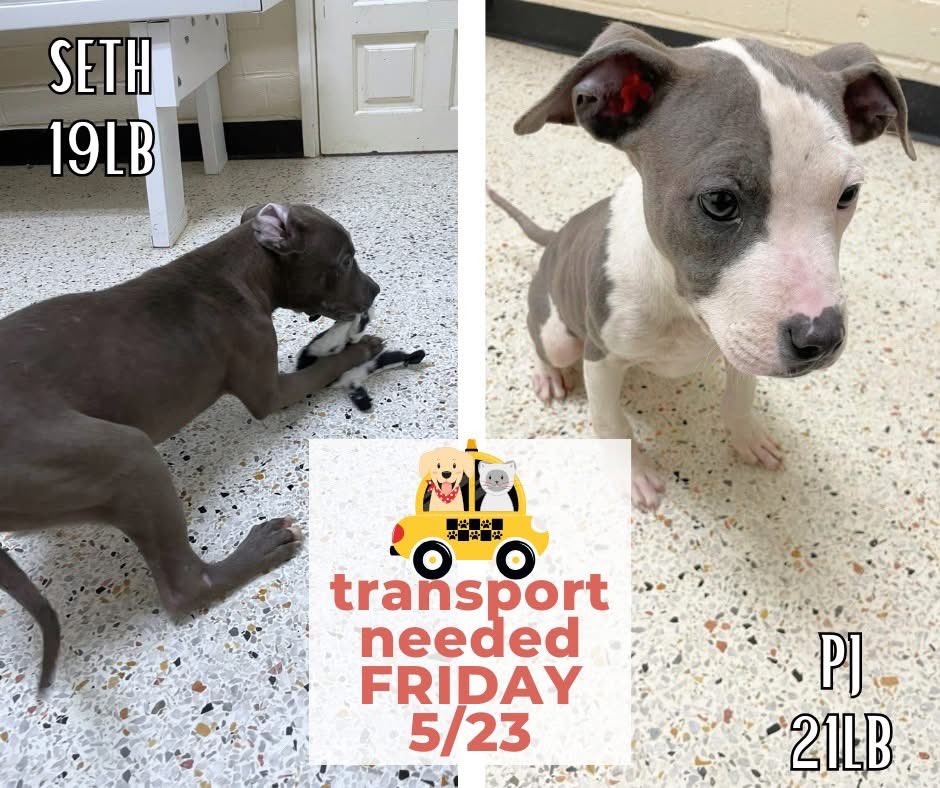 LacDonna's tweet photo. Are there any folks on twitter that help with transportation???  PJ and Seth have a rescue in Fredericksburg VA but have to get from Rocky Mount NC to Fredericksburg VA. 

So proposed legs would be

Emporia to Richmond
Richmond to Fredericksburg
TRANSPORT REQUEST FOR FRIDAY 5/23 https://t.co/tSbj1t5jxa