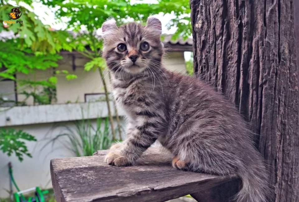 chipopetcom's tweet photo. Ever met a cat that behaves like a dog? Meet the American Curl—a breed known for its gentle devotion, playful spirit, and signature backward-curled ears. Ideal for families, singles, and kids. #chippopet #chipo #pet #cat # AmericanCurl

Read more: https://t.co/5Y2ngSrPof https://t.co/wHJKyClxUl