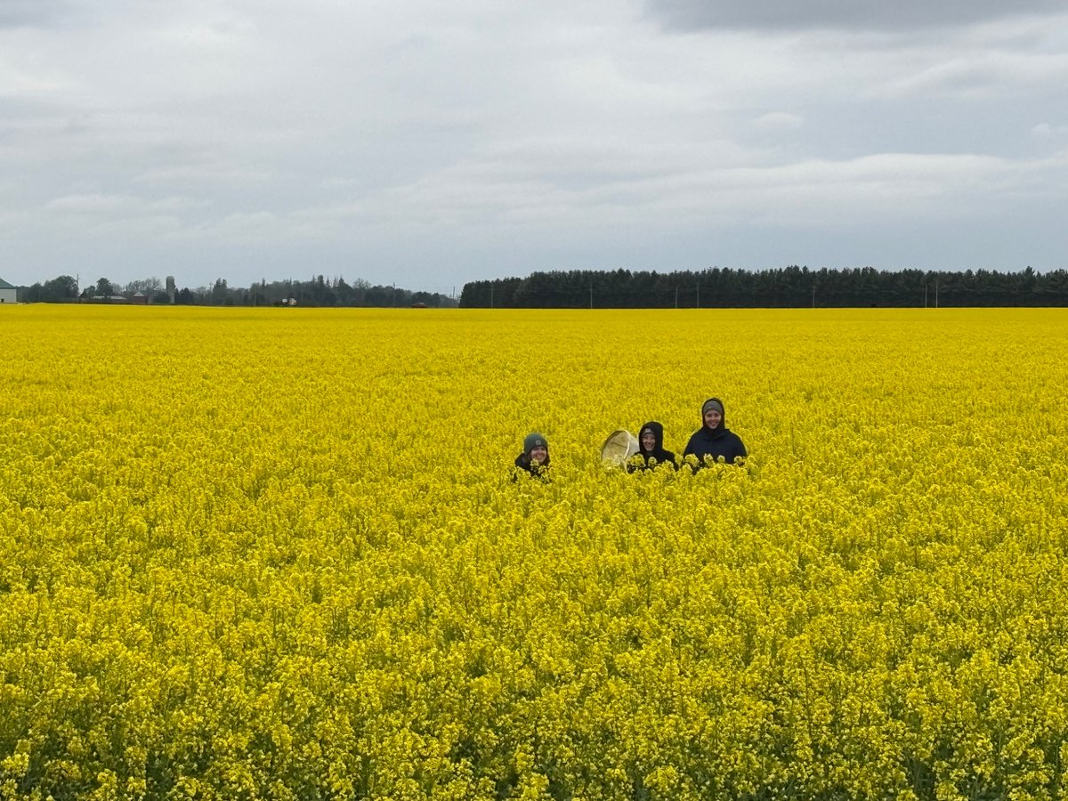 Almost lost Leah, Gabby, and Vica in this beautiful winter canola field 😍😍 #scout25  Second pass of fungicide coming on deck shortly.