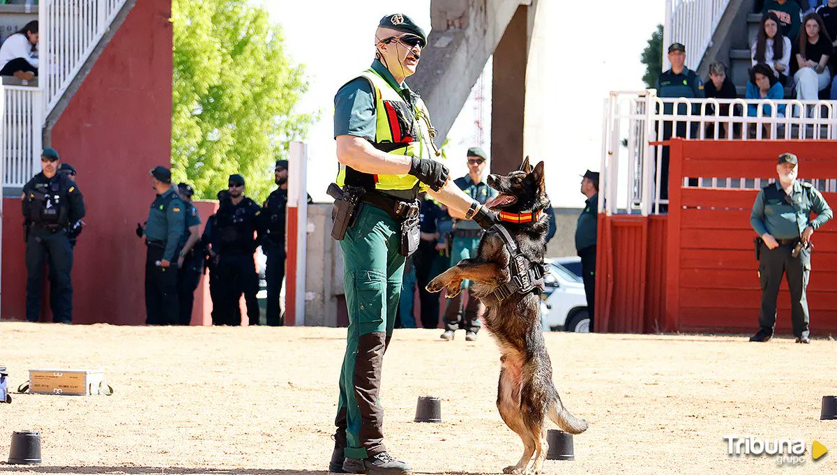 MqGuardiaCivil's tweet photo. Alumnos de diferentes centros de la provincia disfrutaron de la exhibición y exposición del #ServicioCinológico
#PlanDirector
#ServicioCinológico #perropolicía #k9 #dogpolice #policedog #lovedog
#Salamanca https://t.co/P083ka5XpM