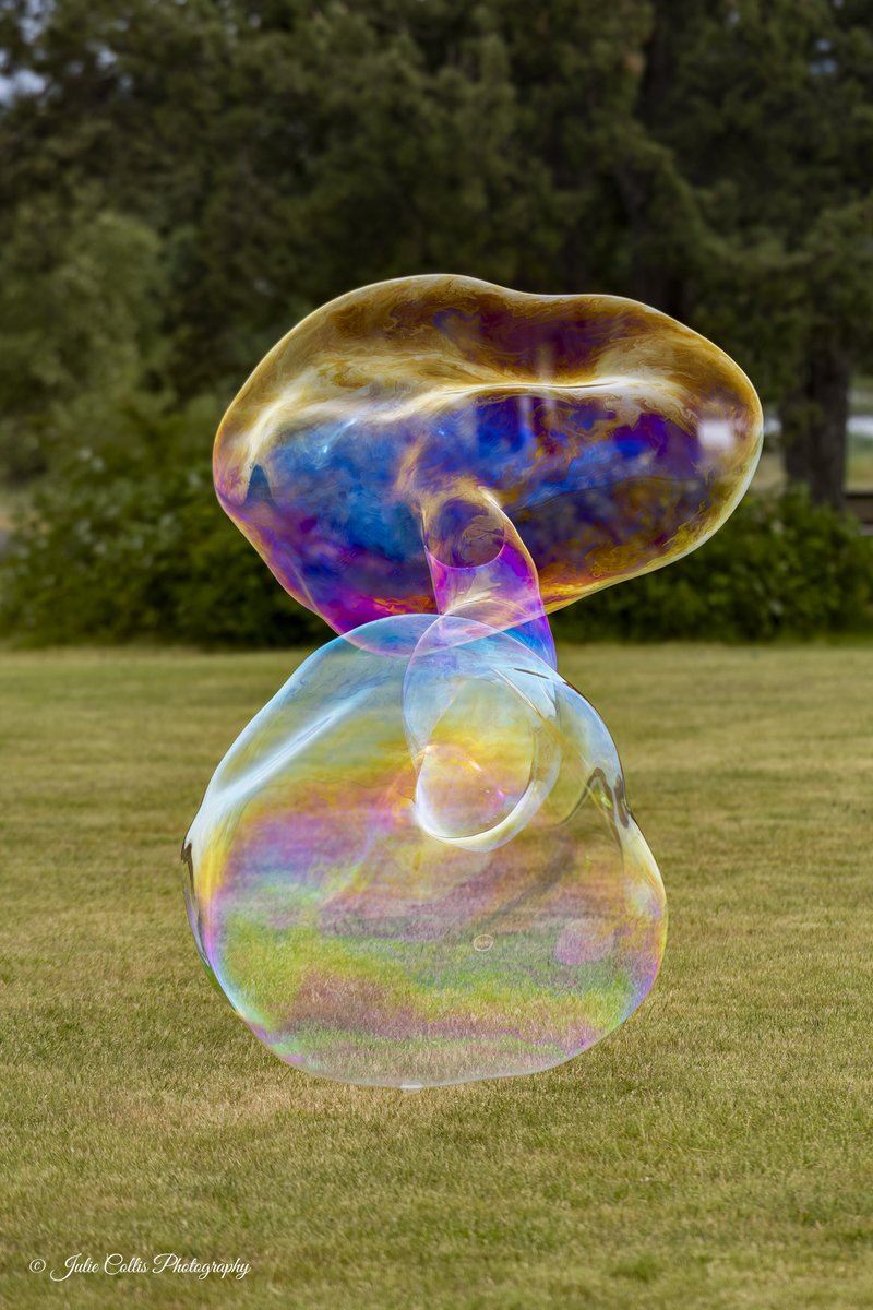 Julie Collis (@jcollis01) on Twitter photo Fun with giant, and I mean humongous, bubbles ๐ซง
#bubbles #photography #nature #vancouverisland #campbellriver #shareyourweather <a href="/CHEK_News/">CHEK News</a> <a href="/ThePhotoHour/">#ThePhotoHour</a> <a href="/weathernetwork/">The Weather Network</a> Fun with giant, and I mean humongous, bubbles ๐ซง
#bubbles #photography #nature #vancouverisland #campbellriver #shareyourweather <a href="/CHEK_News/">CHEK News</a> <a href="/ThePhotoHour/">#ThePhotoHour</a> <a href="/weathernetwork/">The Weather Network</a>