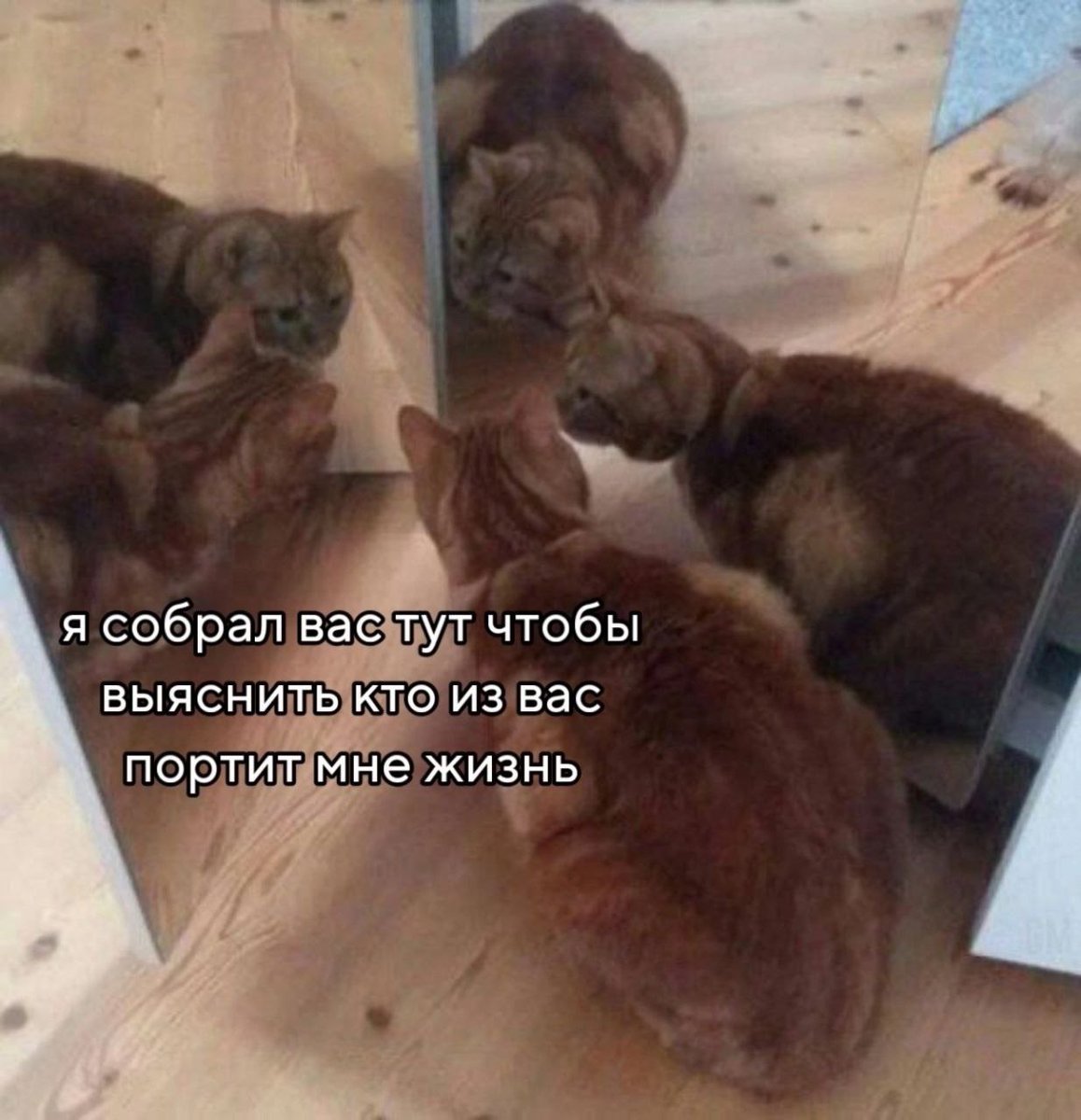 cats, i love cats (@catsilcats) on Twitter photo 