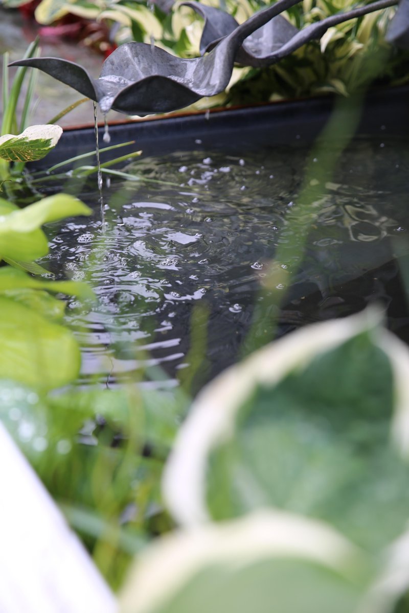 Pondering over whether a pond is right for you?
We have the experts that can give you all the tips you need to get started. Comment down below for the chance to have your questions answered live tomorrow on <a href="/BBCOne/">BBC One</a> 💙